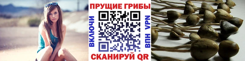 blacksprut как зайти  Александровское  Псилоцибиновые грибы ЛСД  купить наркотики сайты 